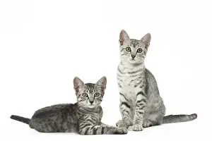 Maus: Egyptian Mau cats in the studio