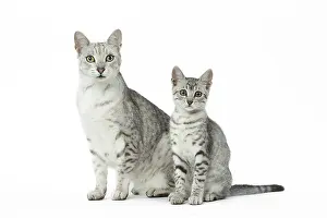 Maus: Egyptian Mau cats in the studio