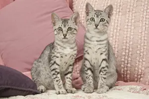 Maus: Egyptian Mau kittens indoors