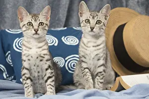 Maus: Egyptian Mau kittens indoors
