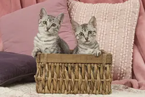 Maus: Egyptian Mau kittens indoors in a basket