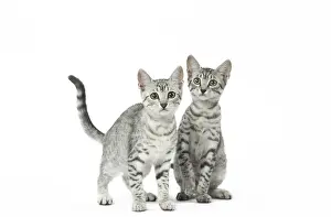 Maus: Egyptian Mau kittens in the studio