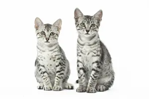 Maus: Egyptian Mau kittens in the studio