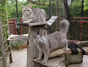 Nebelungs: Egyptian Mau and Nebelung in Cattery