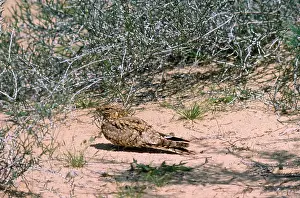 Maureen Brown: Egyptian Nightjar