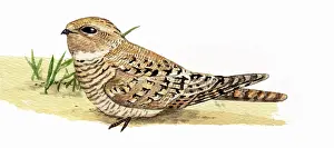 Nightjar: Egyptian nightjar