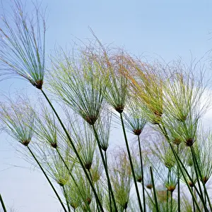 Papyrus: EGYPTIAN PAPYRUS