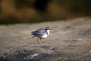 Alan Greensmith: Egyptian Plover
