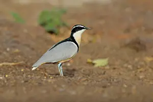 Riverine: Egyptian Plover