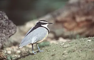 Plovers: EGYPTIAN PLOVER - WALKING