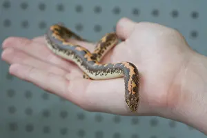 Boas: Egyptian Sand Boa