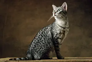Maus: Egyptian Silver Mau Cat