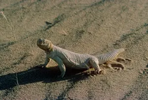 Uromastyx: Egyptian spiny-tailed lizard