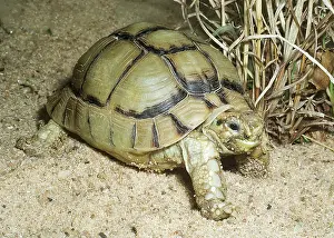 Testudo: Egyptian Tortoise