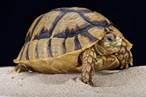 Libya: Egyptian tortoise (Testudo kleinmanni), Egypt