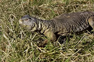 Mali: Egyptian Uromastyx Lizard