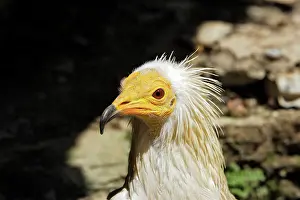 Neophron: Egyptian Vulture