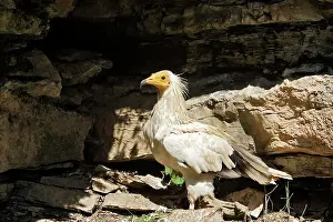 Neophron: Egyptian Vulture