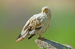 Neophron: Egyptian Vulture