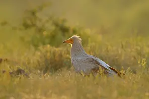 Neophron: Egyptian Vulture