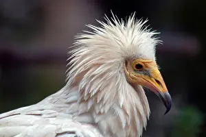 Neophron: Egyptian Vulture