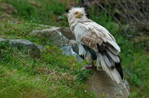 Neophron: Egyptian Vulture