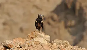 Neophron: Egyptian Vulture