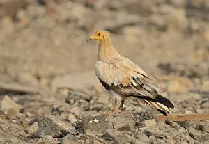 Neophron: Egyptian Vulture