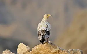Neophron: Egyptian Vulture