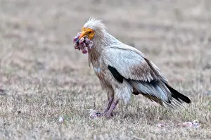 Neophron: Egyptian Vulture