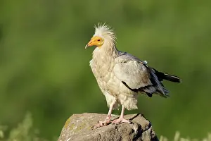 Bulgaria: Egyptian Vulture