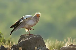Bulgaria: Egyptian Vulture