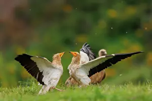Combat: Egyptian vulture