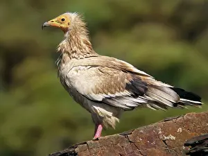 Neophron: Egyptian Vulture - adult perched on a rock