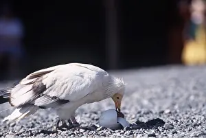 Breaking: EGYPTIAN VULTURE - breaking into egg