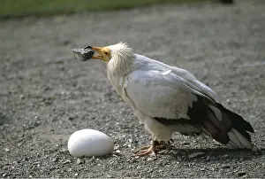 Intelligence: Egyptian VULTURE - Breaking egg with stone