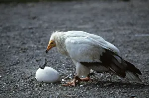 Intelligence: EGYPTIAN VULTURE - breaking egg with a stone