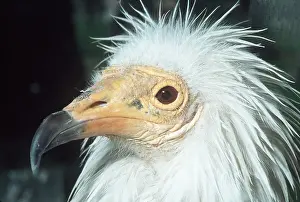 Ugly: EGYPTIAN VULTURE - close-up of head