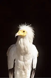 Hairstyles: EGYPTIAN VULTURE - close-up of head and shoulders