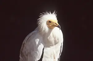 Hairstyles: EGYPTIAN VULTURE - close-up of head & upper torso