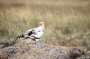 Vultures: EGYPTIAN VULTURE - on ground