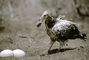 Intelligence: EGYPTIAN VULTURE - immature vulture breaking open