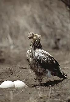 Intelligence: Egyptian Vulture - immature vulture breaking Ostrich