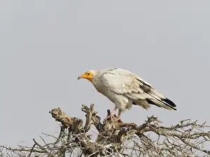 Neophron: Egyptian Vulture Neophron percnopterus Rajasthan