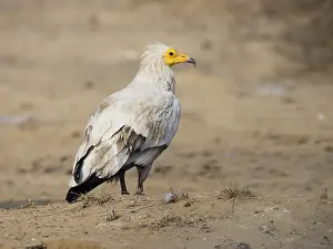 Neophron: Egyptian Vulture Neophron percnopterus Rajasthan
