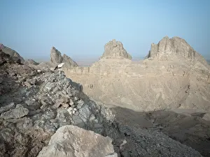 Neophron: Egyptian Vulture - perched on rocks