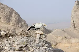 Neophron: Egyptian Vulture - perched on rocks