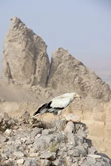 Neophron: Egyptian Vulture - perched on rocks