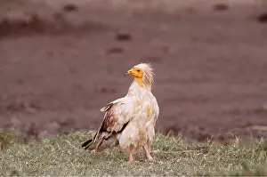 Clem Haagner: EGYPTIAN VULTURE - standing