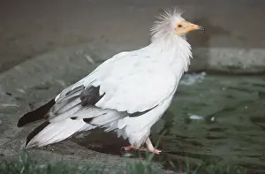 Martin Beames: EGYPTIAN VULTURE - standing